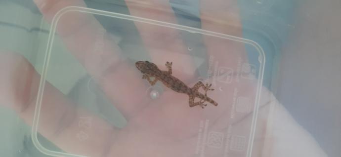 Found this critter in my toilet. What species?