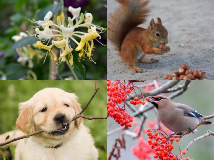 Have you ever eaten an outdoor object/creature that probably wasnt meant to be eaten (examples below)?