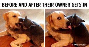 Why there is a stigma against women who own cats but not against those who own dogs?