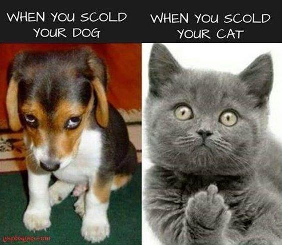 Why there is a stigma against women who own cats but not against those who own dogs?