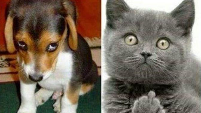 Why there is a stigma against women who own cats but not against those who own dogs?