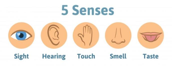 Which one of your 5 senses would you be least willing to loose if you were to be born without one and why that one?