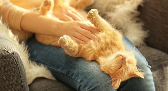 Have any of your cats enjoyed having their belly rubbed?