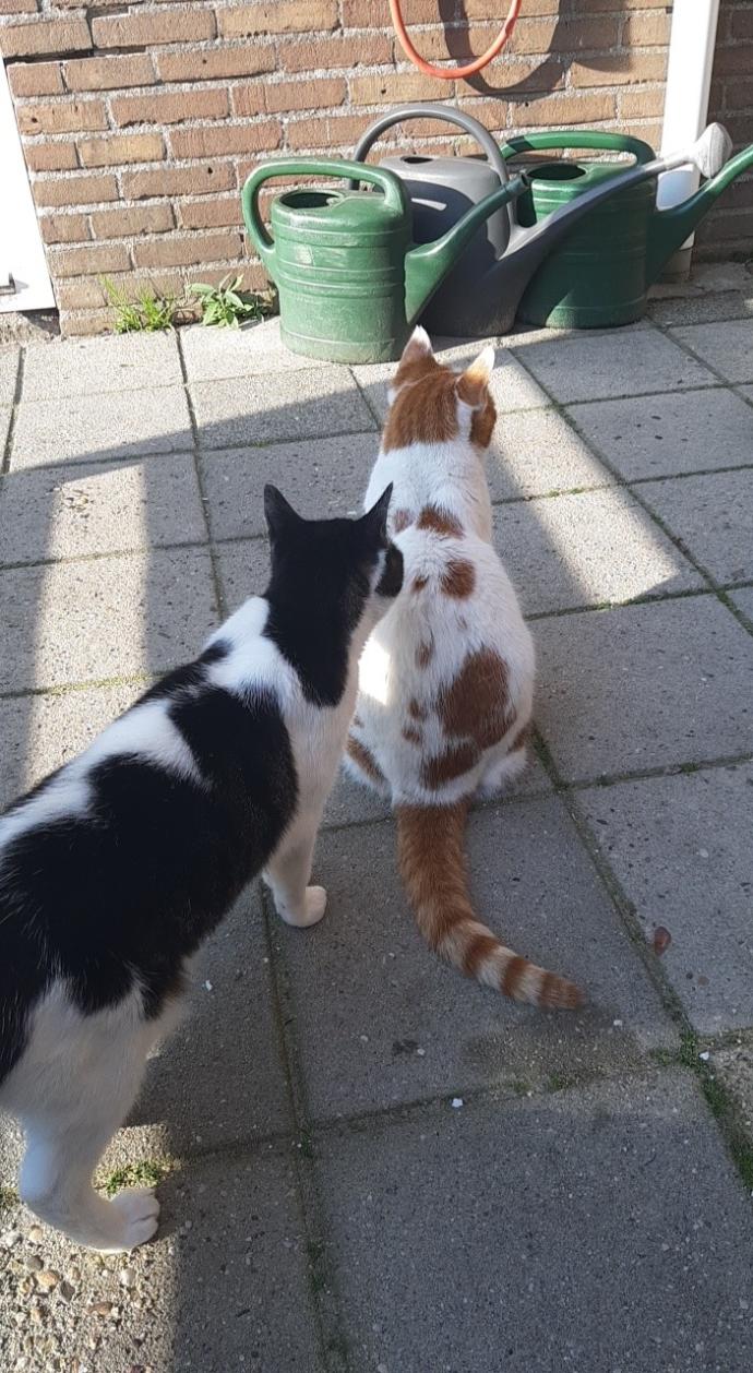 Have any of your cats enjoyed having their belly rubbed?