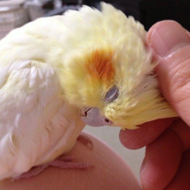 Have any of your cats enjoyed having their belly rubbed?