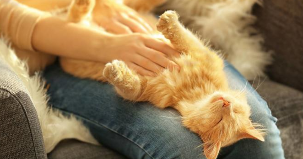 Have any of your cats enjoyed having their belly rubbed? GirlsAskGuys