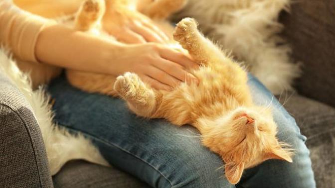 Have any of your cats enjoyed having their belly rubbed?