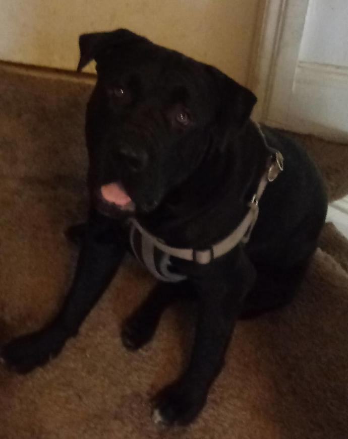What breed is my dog?