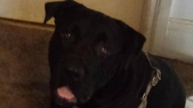What breed is my dog?