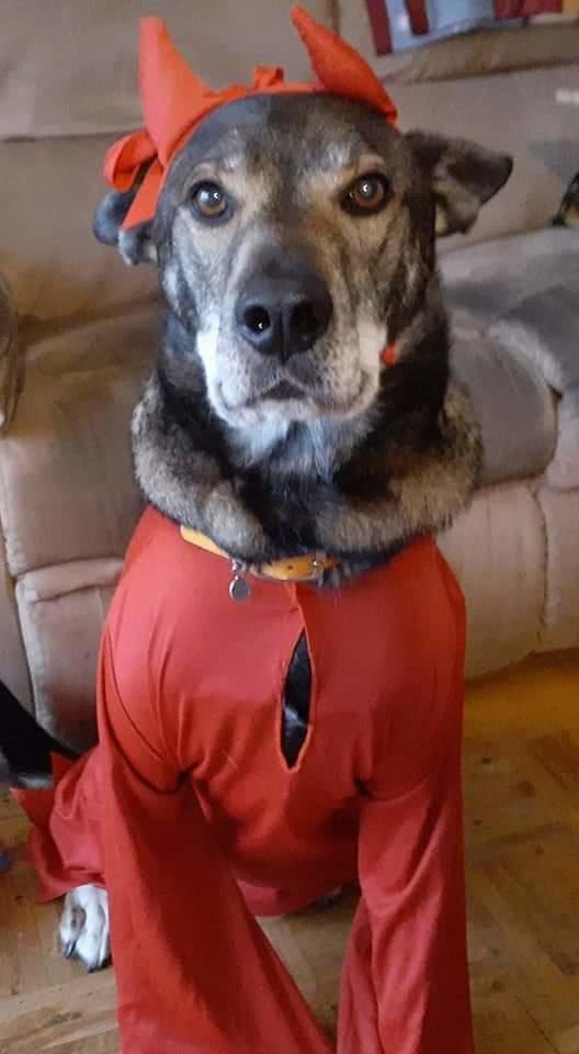 My dog Lilly passed away the day after Halloween age 20 ?