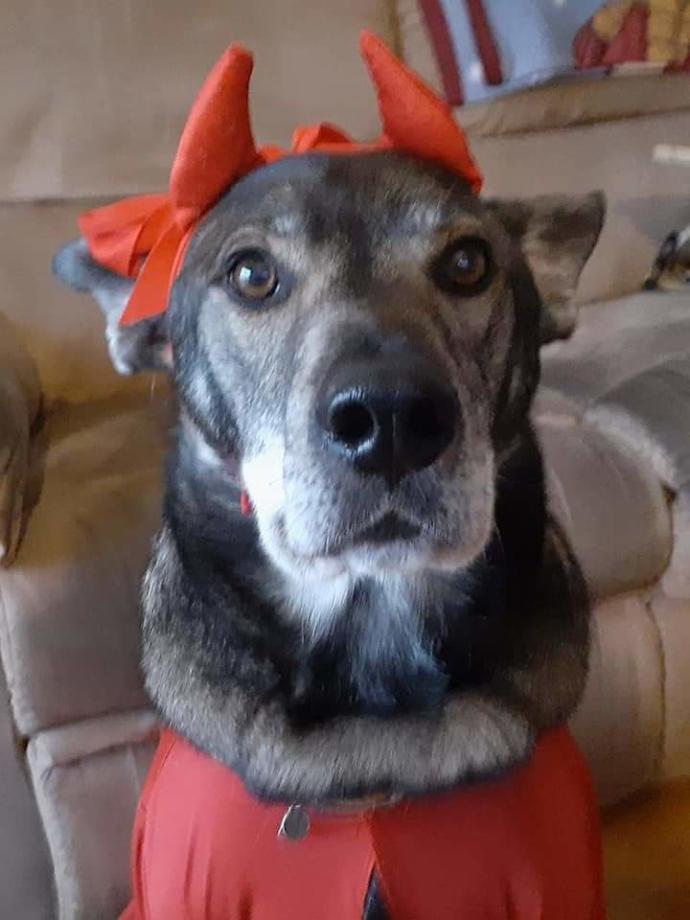 My dog Lilly passed away the day after Halloween age 20 ?