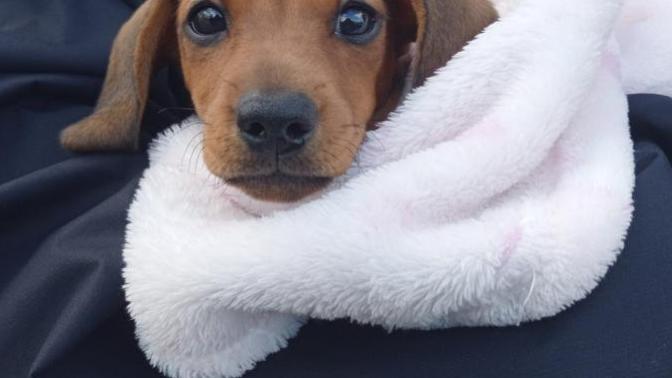 Please can everyone say hi to the new member of our family her name is Bella?