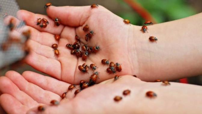 Have you ever experienced Morgellons?
