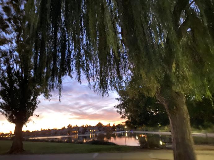 my grandmother willow tree