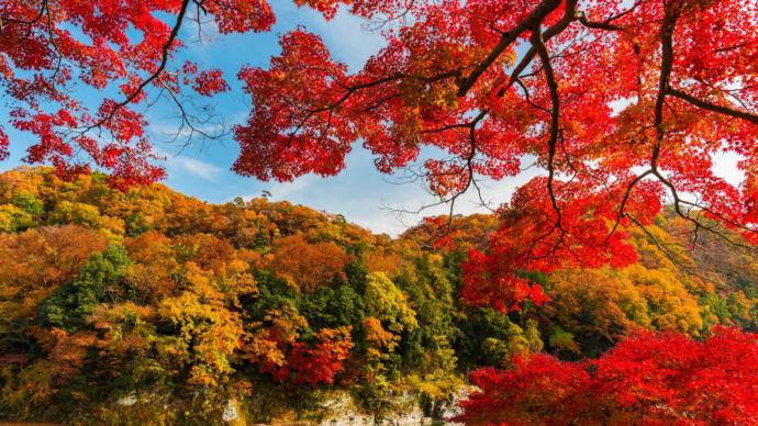 Whats your favorite color of tree leaves during autumn?