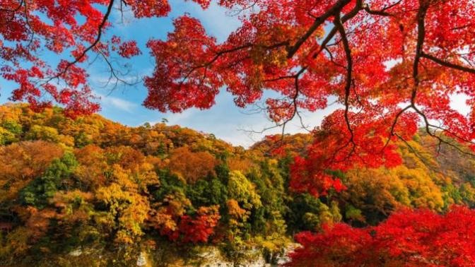 What's your favorite color of tree leaves during autumn?