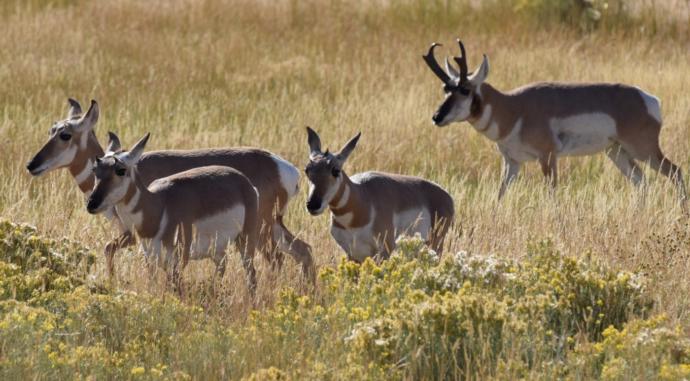 Did you know pronghorns can run at speeds as high as 61 miles per hour?
