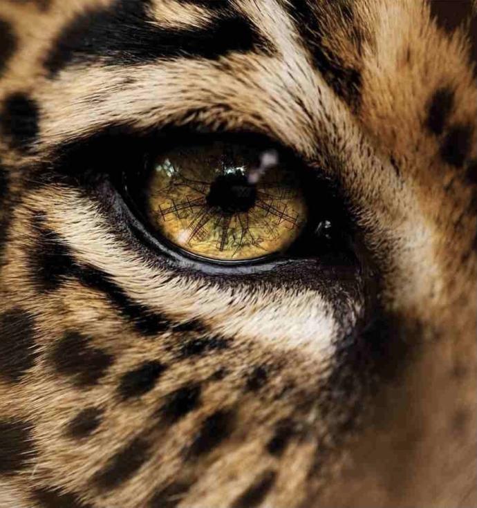 Which big cat do you think this is?