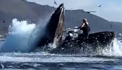What do you think of the humpback whale swallowing kayakers?