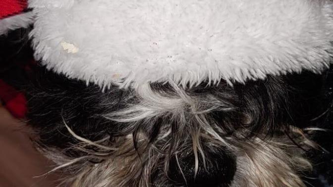 How creative dog was?