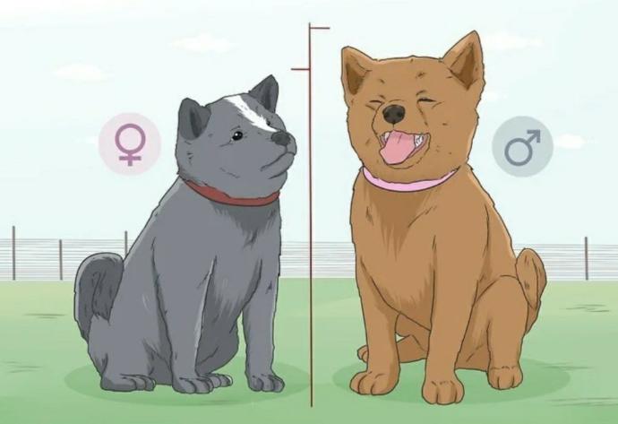 As a man or woman, do you prefer male or female dogs?