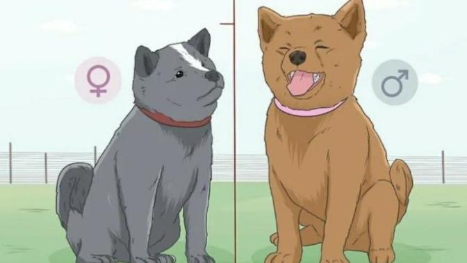As a man or woman, do you prefer male or female dogs?