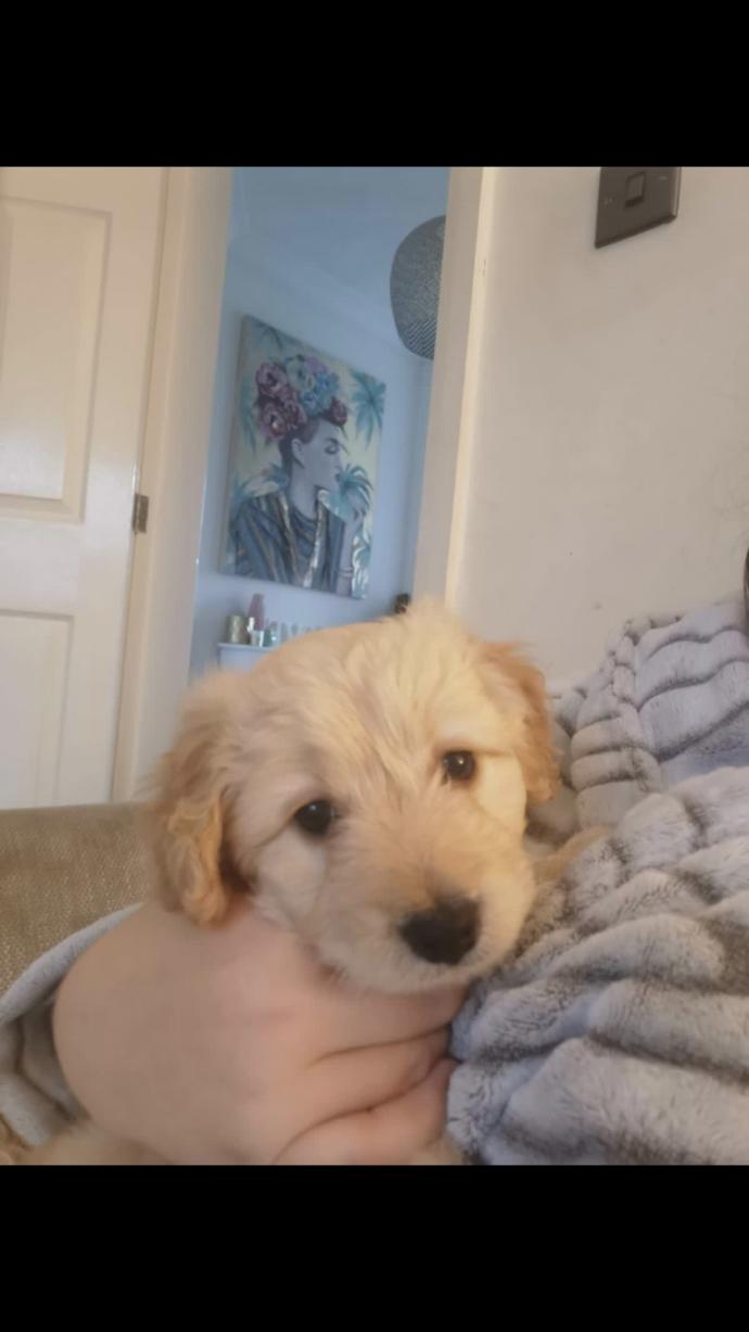 Help me name this puppy?