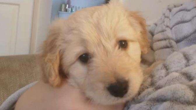 Help me name this puppy?