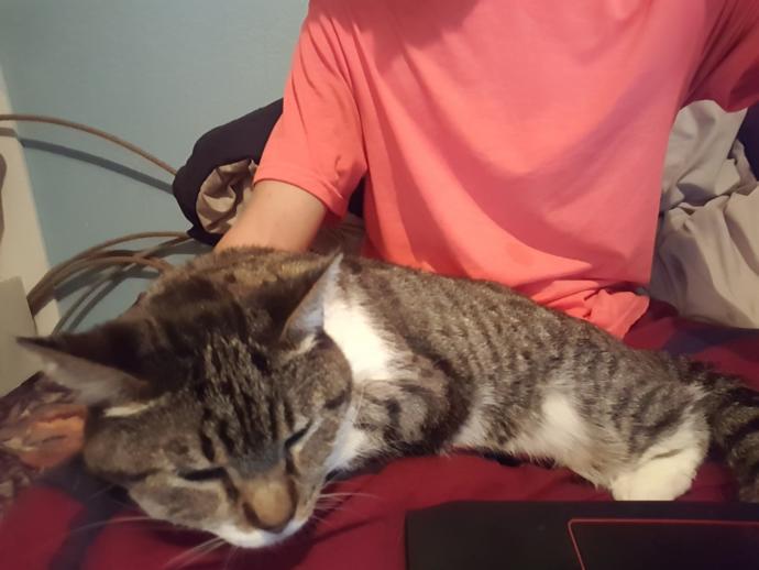 What are your pets?