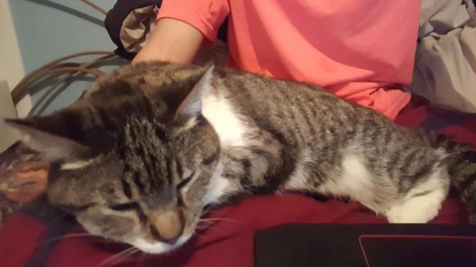 What are your pets?