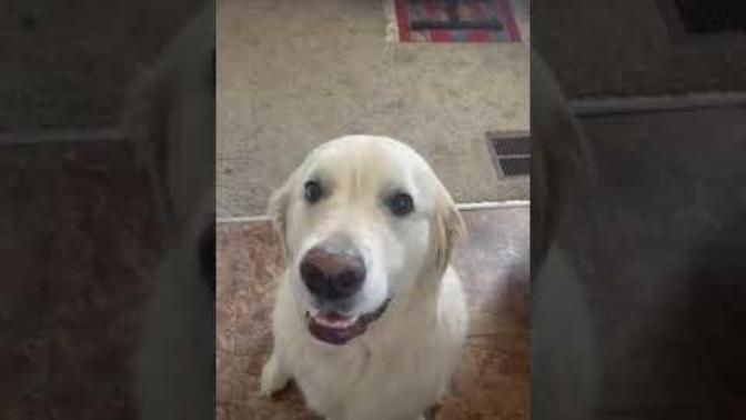 Man, if this doesn't prove dogs are total awesomeness, what will?