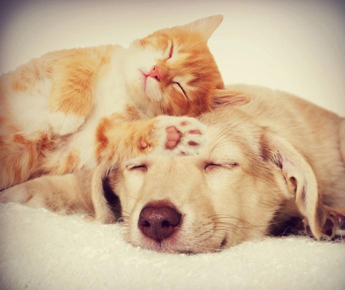Do you prefer a cat or a dog?