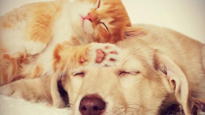 Do you prefer a cat or a dog?