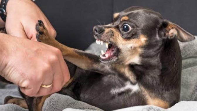 Why do some dogs specifically dislike men?