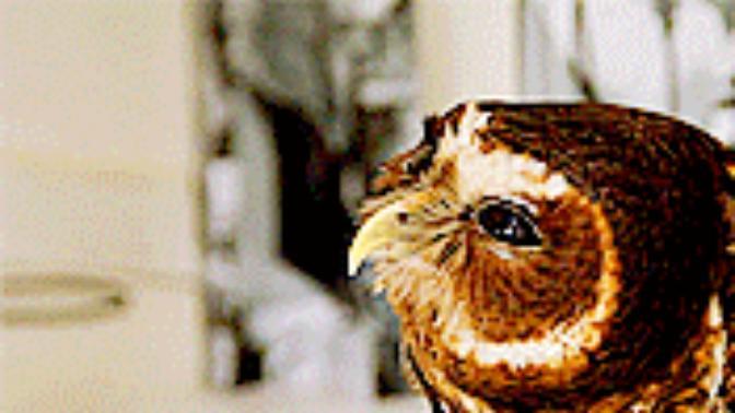 What do you think of owls as pet? Anyone here ever had any owl as pet?