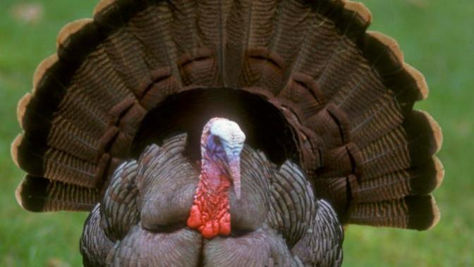 People of Turkey, will you heed this warning?