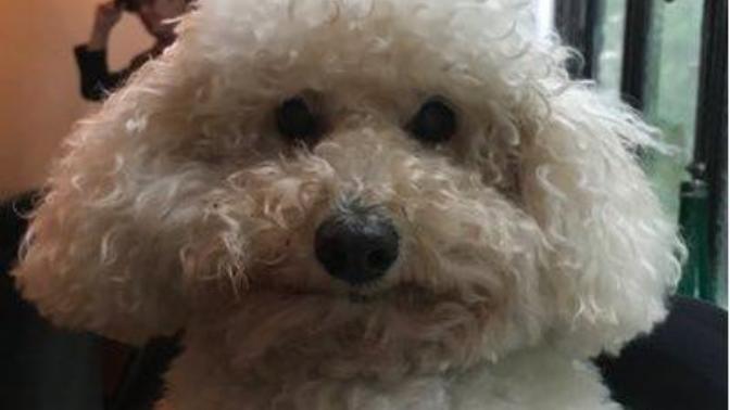 Rate James Spader's dog?