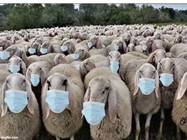 What's your reason for not wearing a mask?