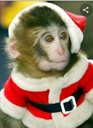 Which animal do you think looks best in the santa outfit?