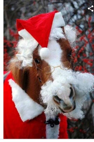 Which animal do you think looks best in the santa outfit?