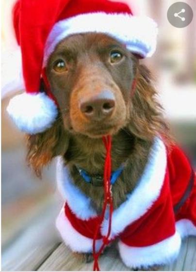 Which animal do you think looks best in the santa outfit?