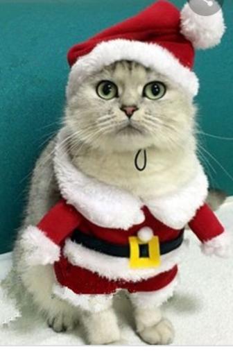Which animal do you think looks best in the santa outfit?