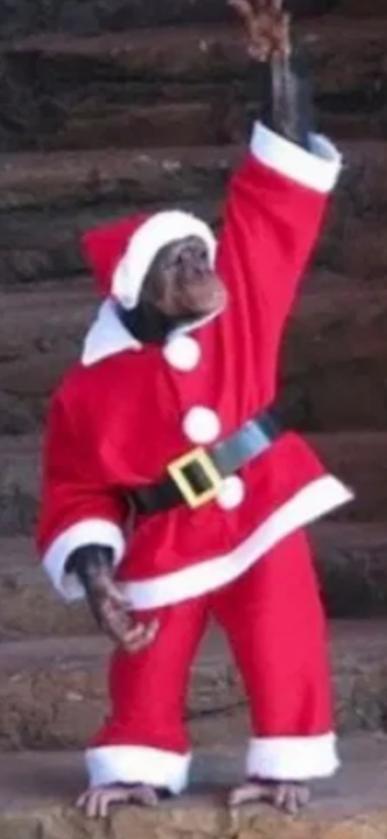 Which animal do you think looks best in the santa outfit?