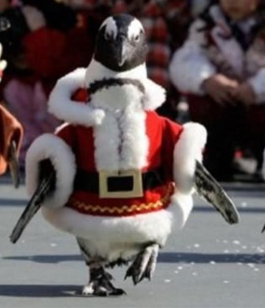Which animal do you think looks best in the santa outfit?
