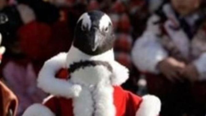 Which animal do you think looks best in the santa outfit?