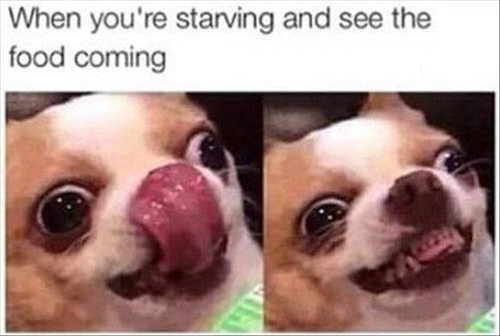 How much do you love food?