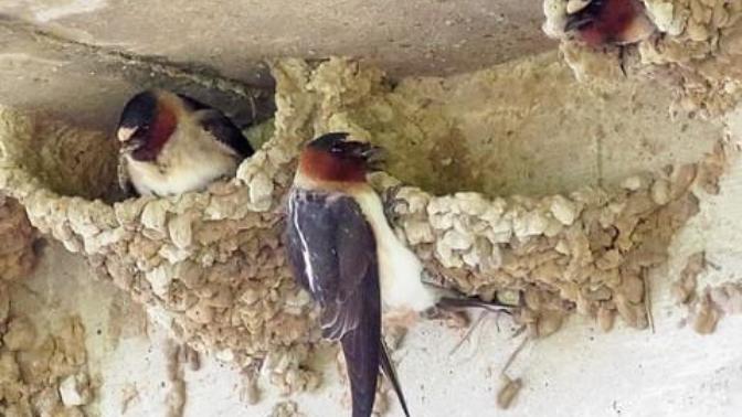 Have you heard of evolutionary rescue? What do you think about it?