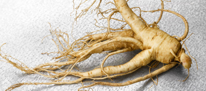 Fresh Gingseng Root From The Ground