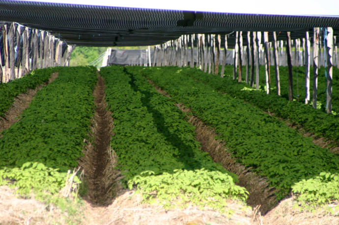 Here is 2 year olds under Shade Cloth. It produces less seed, but gives bigger root