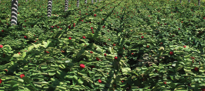 Ginseng at 3 Years Old